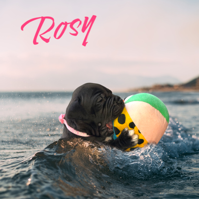 Rosy