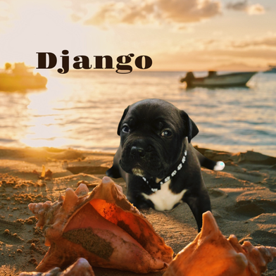 Django