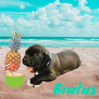 Brutus