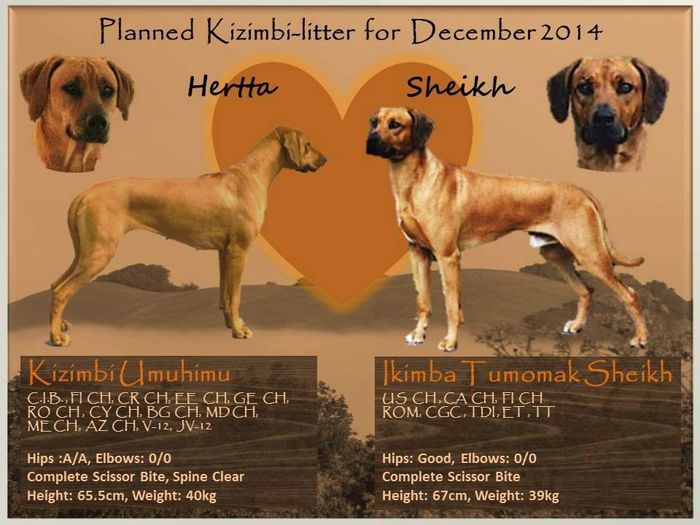 Sheikh & Hertta pennut syntyivät 4.2.2015