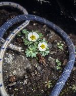Isranunkel (Ranuculus glaciális) strax under Kebenekaises topp