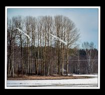 Vårfåglar Alvik april 2021