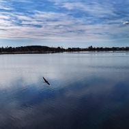 Skurholmsfjärden i maj
