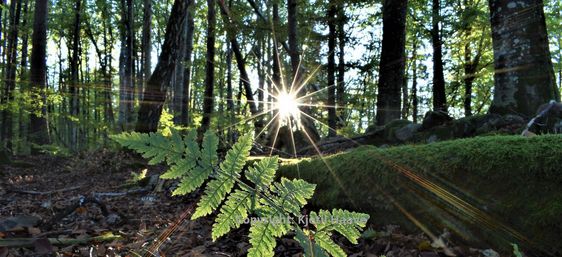 Bregneskogen