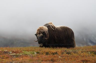 Moskus i høstfjell