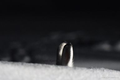 Hareøre  