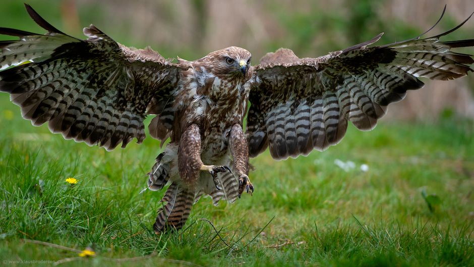 Buteo_buteo_190424_253e