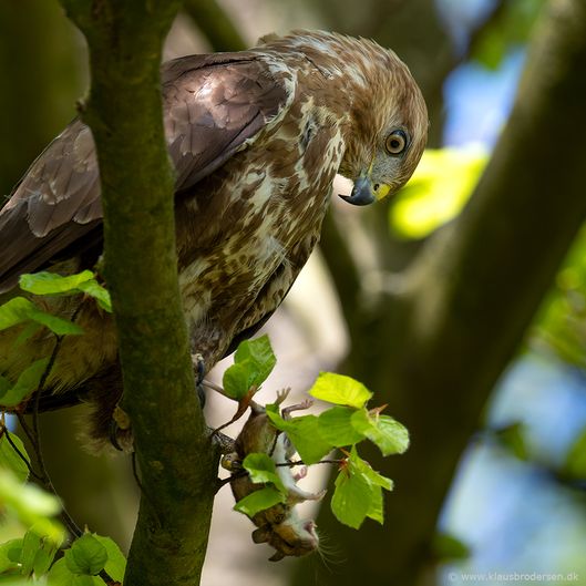 Buteo_buteo_190426_030e