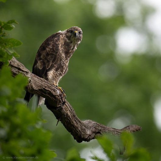 Buteo_buteo_190620_301e