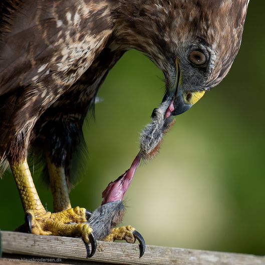 Buteo_buteo_190628_038e