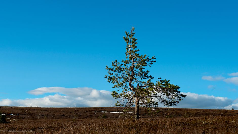 Fulufjellet_nat_park_190601_0147e