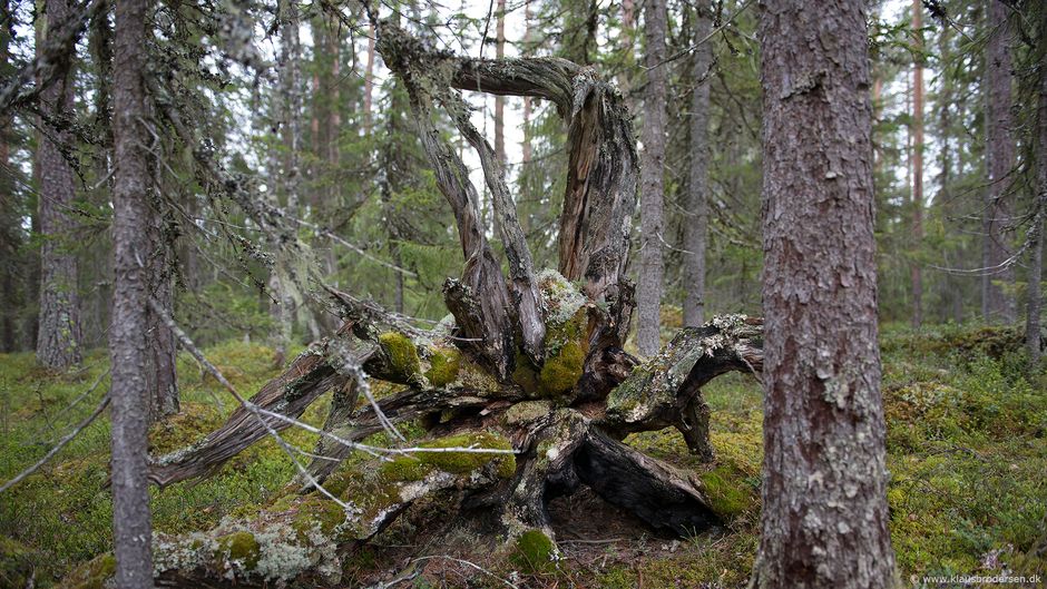 Goeljaadalen_Fulufjellet_190601_0978e