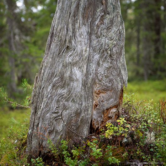 Goeljaadalen_Fulufjellet_190601_0993e
