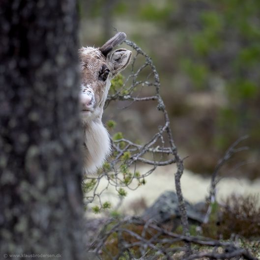 Nipfjellet_190601_1106e