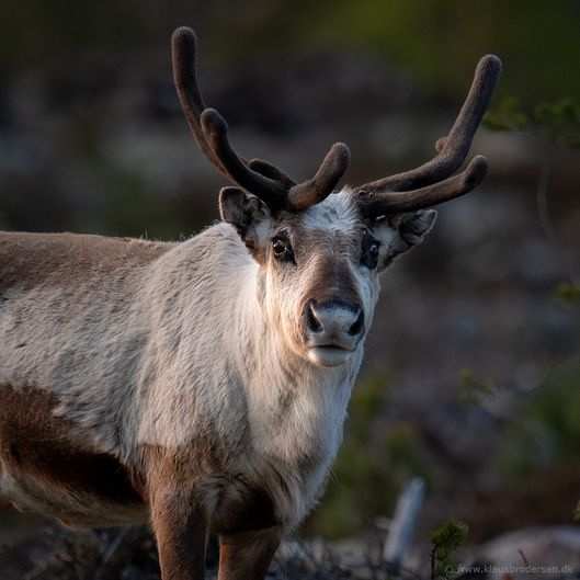 Nipfjellet_190601_1386e