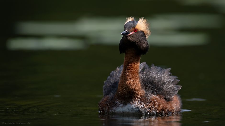 Podiceps_auritus_190601_1896e