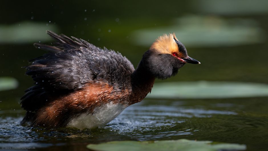 Podiceps_auritus_190601_2117e
