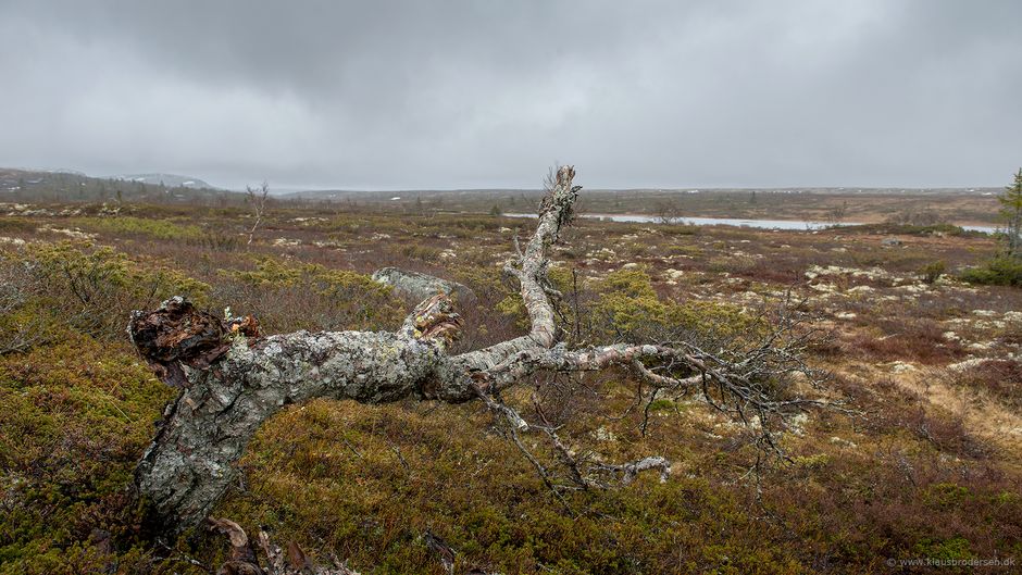 Stoetfjellet_190601_0327e