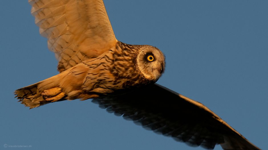 Short-eared owl (Asio flammeus)