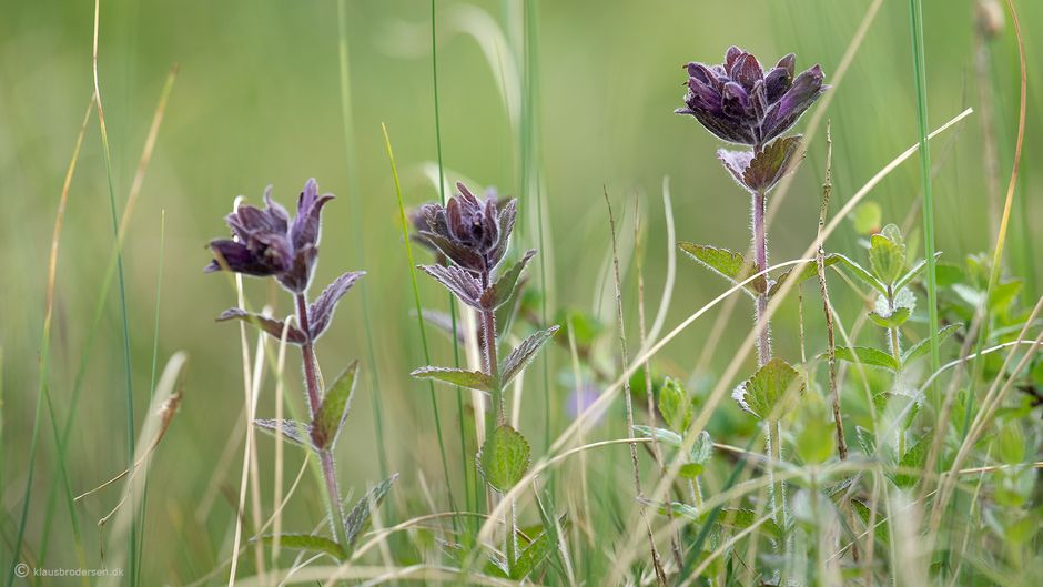 Bartsia alpina