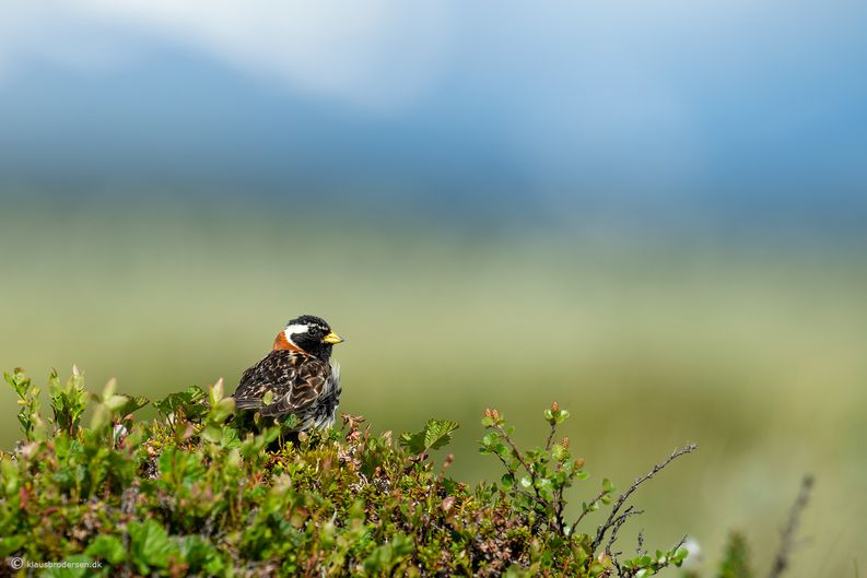 Lapland longspur (Calcarius lapponicus)