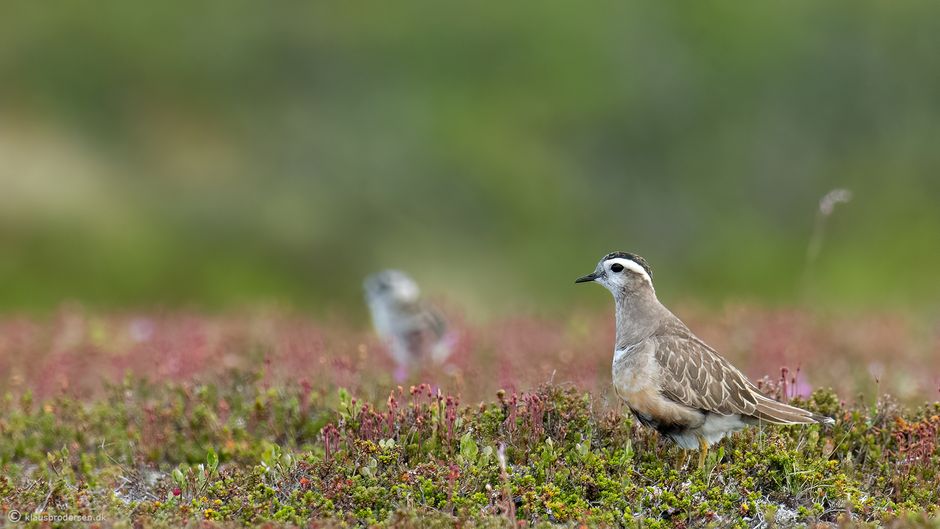 Eurasian Dotterel (Charadrius morinellus)