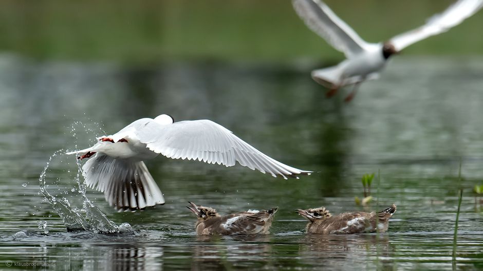 Black-headed gull (Chroicocephalus ridibundus)