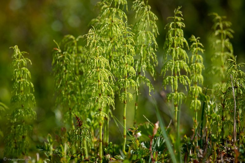 Equisetum sp.