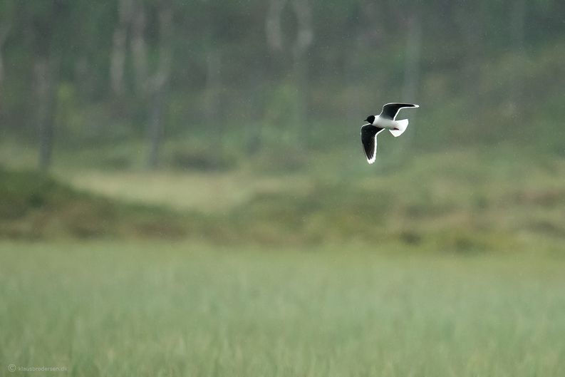 Little gull (Hydrocoloeus minutus)