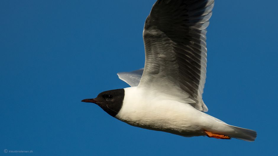 Little gull (Hydrocoloeus minutus)