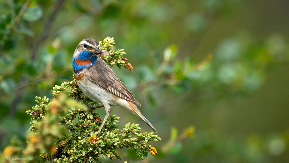 The bluethroat (Luscinia svecica)