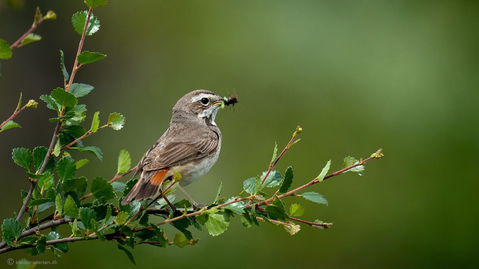 The bluethroat (Luscinia svecica), female