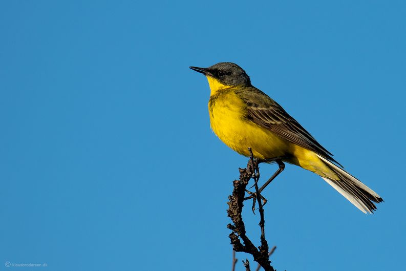 Western Yellow Wagtail (Motacilla flava thunbergi)