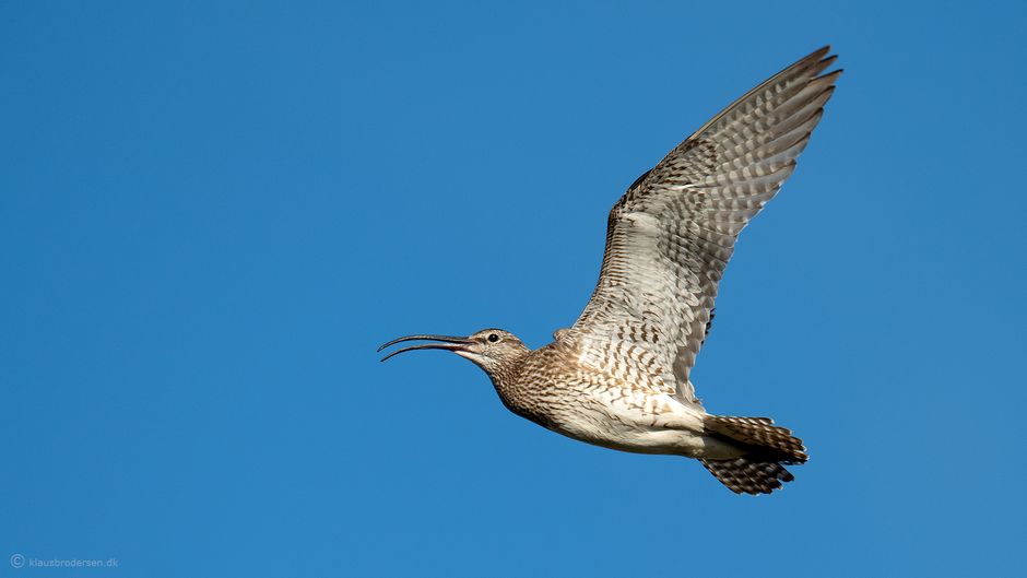Eurasian whimbrel (Numenius phaeopus)