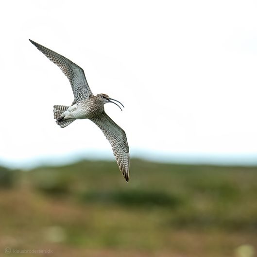 Eurasian whimbrel (Numenius phaeopus)