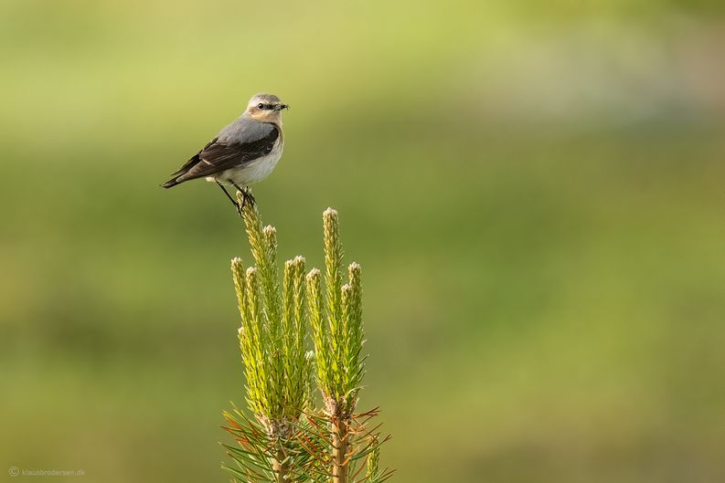 Northern Wheatear (Oenanthe oenanthe)