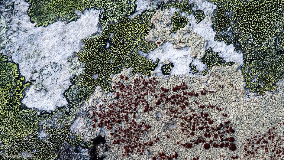 Ophioparma ventosa