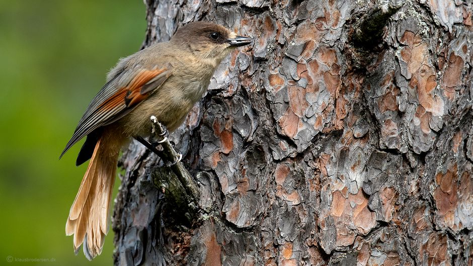 Siberian jay (Perisoreus infaustus)