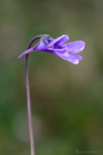 Pinguicula vulgaris