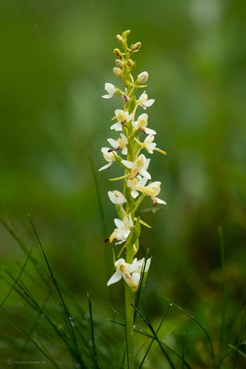 Platanthera