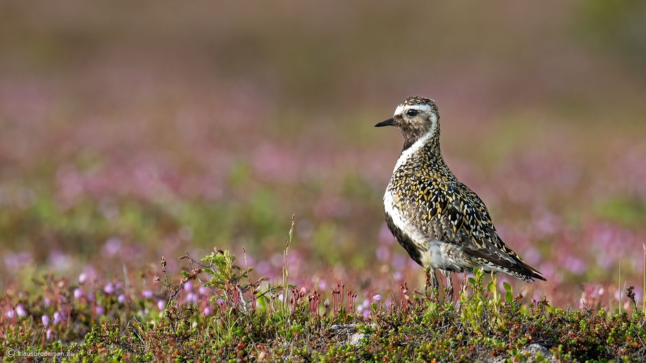 Golden plover (Pluvialis apricaria)