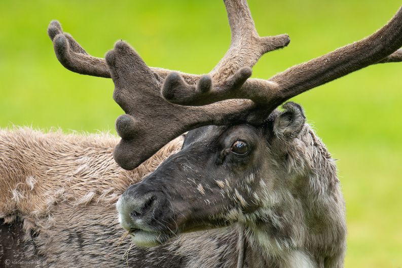 Reindeer (Rangifer tarandus)