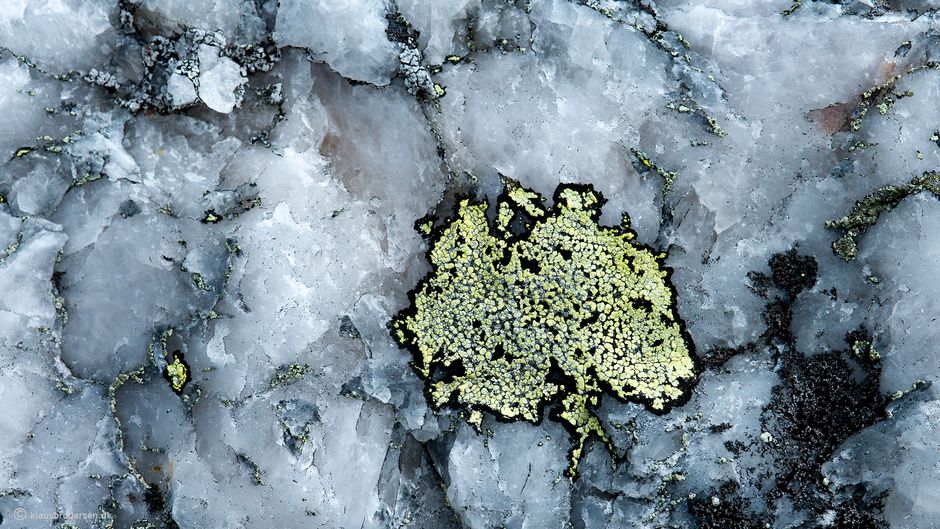 Rhizocarpon geographicum