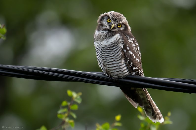 Hawk owl (Surnia ulula)