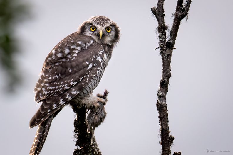 Hawk owl (Surnia ulula)