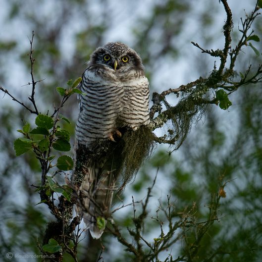 Hawk owl (Surnia ulula)
