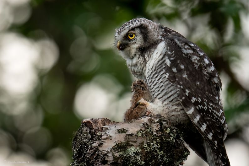 Hawk owl (Surnia ulula)