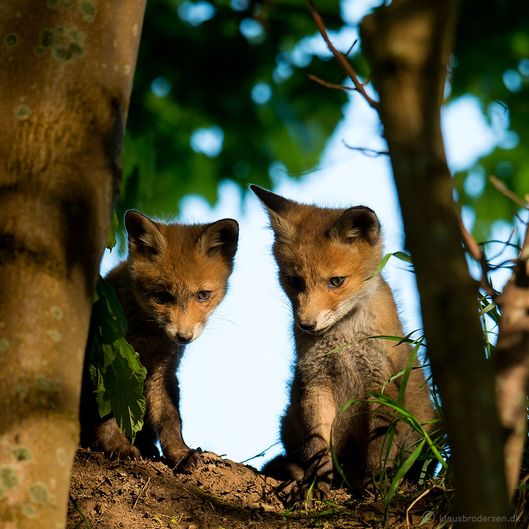 Vulpes_vulpes_150520_230e