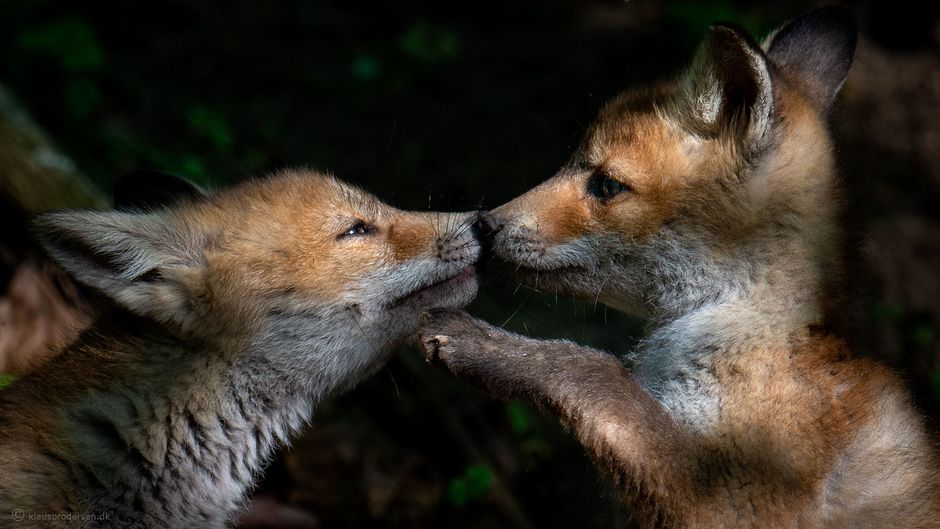 Vulpes_vulpes_150520_328e
