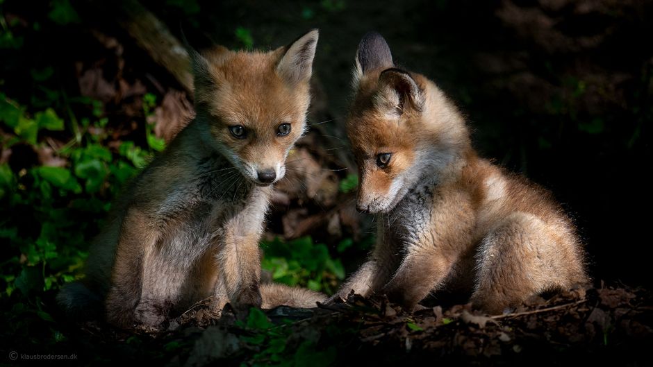 Vulpes_vulpes_150520_342e